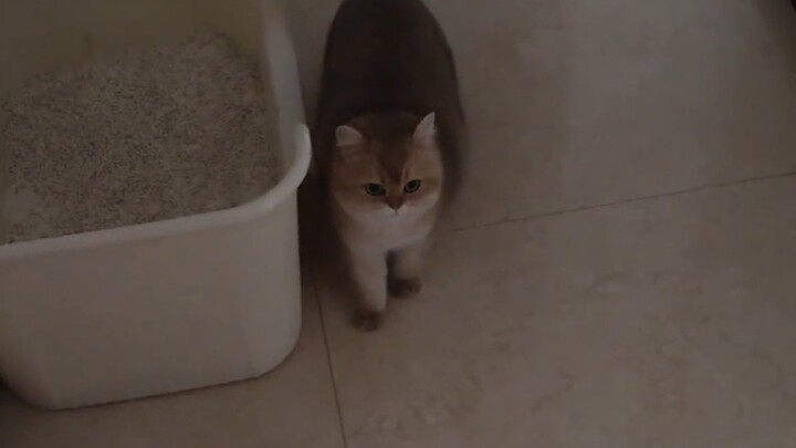 Mèo con: Lời ác làm tổn thương trái tim mèo!