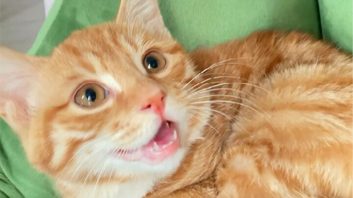 Do your little cats also make little whining sounds when they wake up?