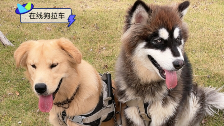 Correct usage of sled dogs, one pair of shoes per 100 kilometers of fuel consumption hahahahaha