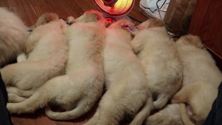 Chó Golden: Chủ lại ăn vụng nữa à! Đánh cho nó một trận!