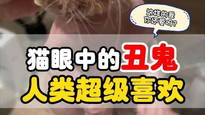 Cat Aesthetics vs. Human Aesthetics