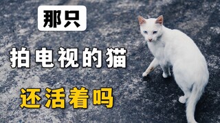 那只拍电视剧的猫，还活着吗？