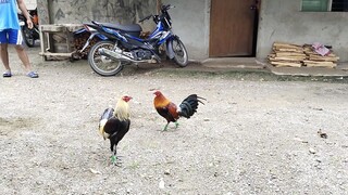 Bisaya Line / Backyard Sparring