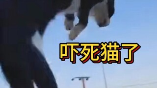 偷袭猫猫背后！