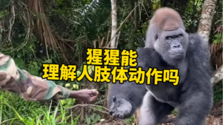 There seem to be many cases showing that chimpanzees can understand many human gestures.