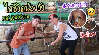 ไถ่ชีวิตน้องวัวจากโรงฆ่าสัตว์ “น่าสงสารมาก” (คลิปนี้มีเลขเด็ด!) | Fararim Story