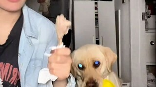Look how anxious the dog is, he's almost about to speak!