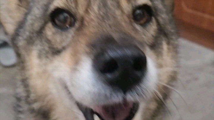 Tricking the dog into the house to tease it