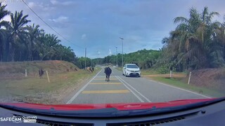 Lembu memiliki jalan sendiri