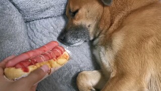 [สัตว์] เมื่อคุณวางขนมปังไส้กรอกต่อหน้าสุนัขที่หลับอยู่