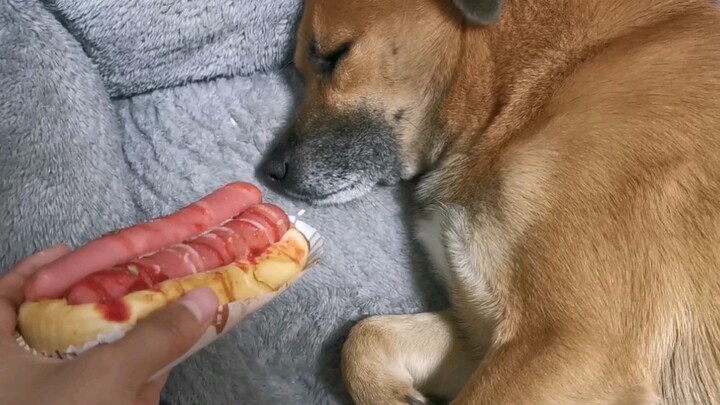 [Hewan]Meletakkan roti isi sosis di depan anjing yang tertidur