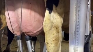 This is how cows are milked!