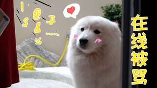 萨摩耶软糖不擦脚被妈妈骂，爸爸还在边上幸灾乐祸，软糖：好伤心【两个人一条狗】