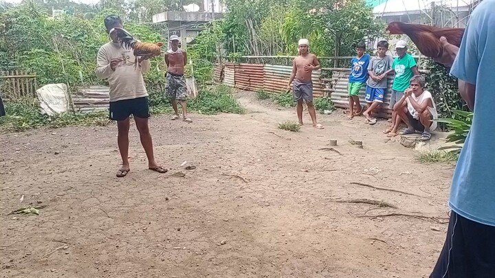 bulik vs pula