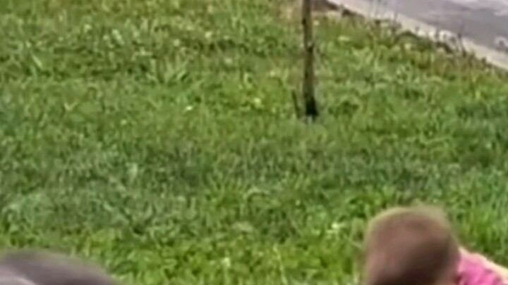 Why the Cane Corso Is More Than Just a Guard DogNo command needed, no hesitation, just instinct.