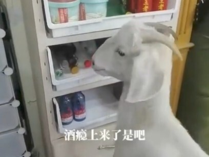 起猛了 看见羊喝酒了