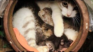 I came across a stray cat in a jar on a rainy day, and I took it home to treat it, and raised it int