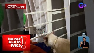 Pusa sa Rizal, tumalak sa kapwa pusa?! | Dapat Alam Mo!