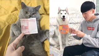 Cats and Dogs Reaction to Money - Cute and Funny Animals Compilation 2019