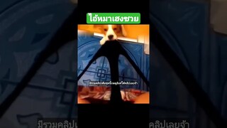 ^มีรวมคลิปเต็มชุดนี้กดดูลิงค์ด้านบนเลยจ้า^ ไอ้หมาเฮงซวย