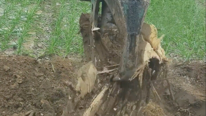 拔树根解压不