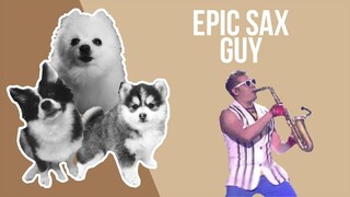 Epic Sax Guy but it's Doggos and Gabe