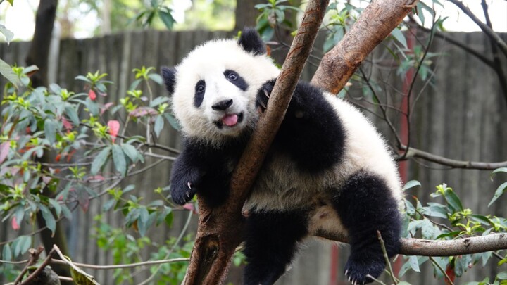 Growth record for one-year-old He Ye