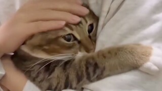 "This is probably why people love cats!"