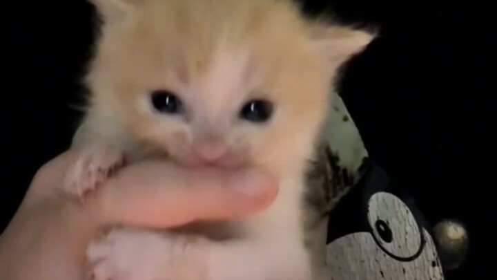 แมวน้อยน่ารักจัง ดูดๆๆ!