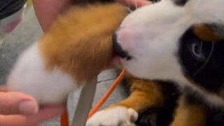Aku bertemu dengan Gunung Bernese yang sangat lucu, sangat lucu