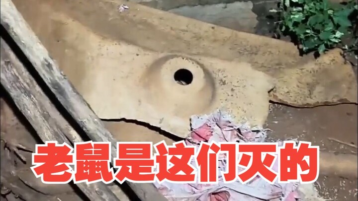 This Is How You Get Rid of Rats!