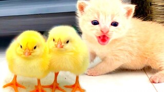 ลูกแมวพบกับลูกไก่ตัวจิ๋ว เหมียวส่งเสียงร้องหาพ่อแมว