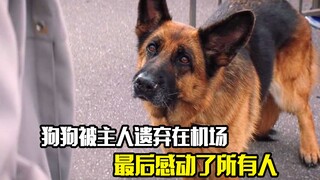 狗狗被主人遗弃在机场，最后感动了所有人，剧情片