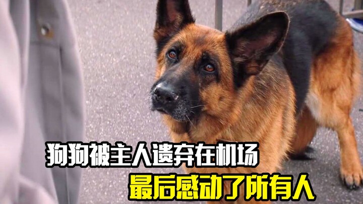 Chú chó bị chủ bỏ rơi tại sân bay, cuối cùng khiến tất cả mọi người cảm động, phim tình tiết