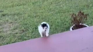 Simon the kitten needs a little song to get home