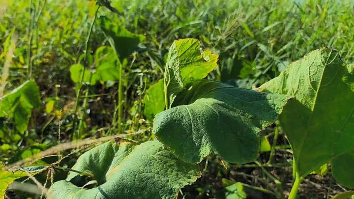 Natural #Pumpkin and #Dragonfly