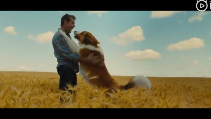 (Preview) "A Dog's Purpose 2" official Chinese subtitles are here! Henry Lau and other new members j