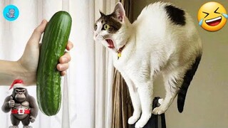 Funny Animals Videos 😂🤪 Cute Animals Funny Video 🐈😺 #part 5 #funnyanimals #cute #funnyvideo #puppy