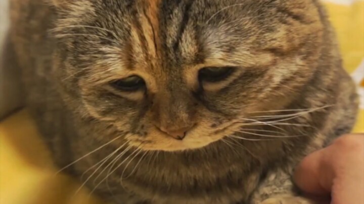 Just give me food