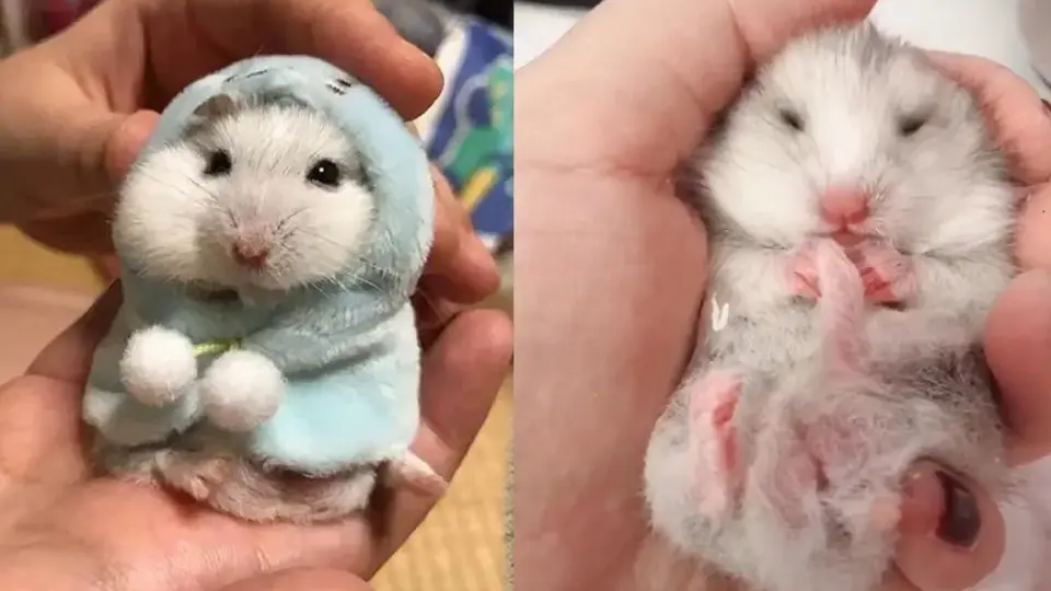 the most cutest hamster in the world