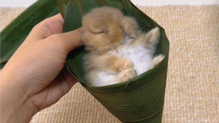 Gak bisa ditolak! Bakcang daging kelinci yang kenyal dan lembut～