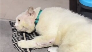 الحب يجعل اللحم والدم ينمو بشكل جنوني