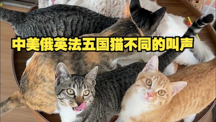 Tiếng kêu của mèo ở các quốc gia khác nhau!