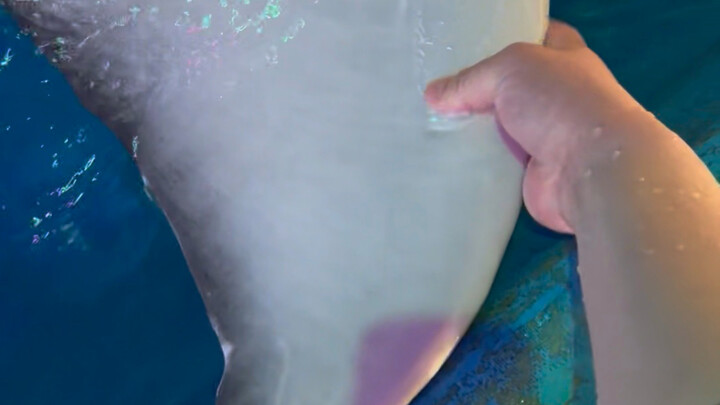 There's too much white and gray.