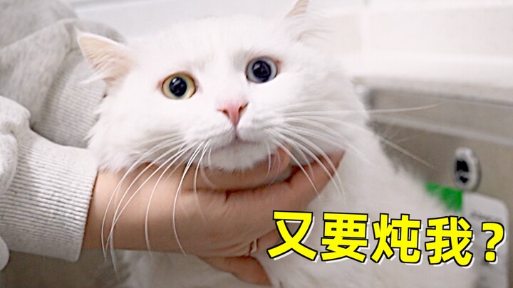 小姐姐第一次在厨房给猫洗澡，猫以为要被炖了，跳出水池疯狂逃命