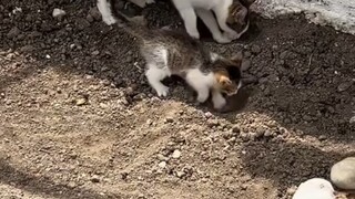 أمه بالتأكيد أم ممتازة جدًا، لأنها علمت طفلها الكثير من المهارات!!!