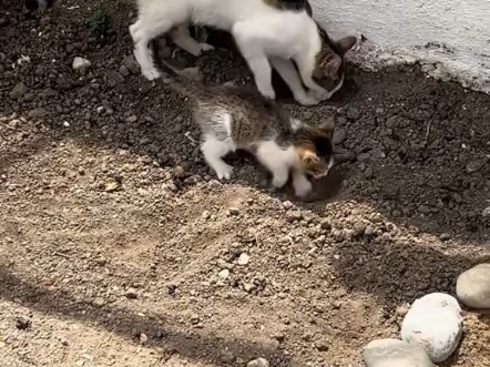 แม่ของมันต้องเป็นแม่ที่ยอดเยี่ยมมากแน่ๆ เพราะสอนลูกได้หลายอย่างเลย!!!