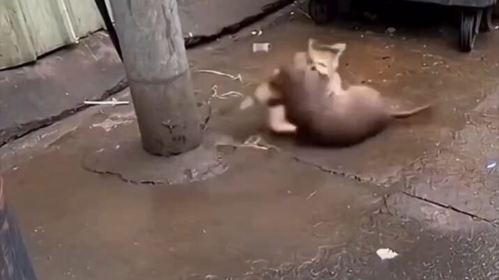 Tom & Jerry