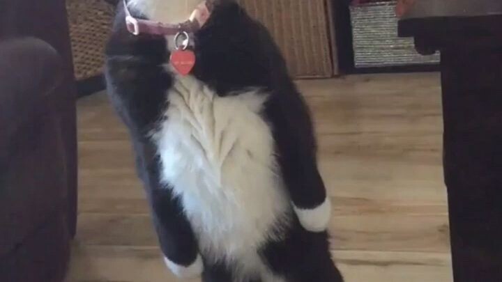 Kucing si penjaga???