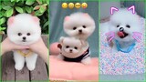 Funny and Cute Dog Pomeranian 😍🐶| Funny Puppy Videos #32